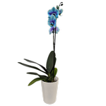 120mm Watercolour Blue Lagoon Single Stem Orchid - Phalaenopsis