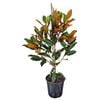 4L Laurel Magnolia - Magnolia grandiflora Little Gem