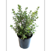 2.4L Westringia Naringa - Westringia fruticosa
