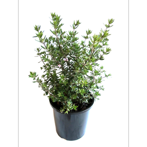 2.4L Westringia Naringa - Westringia fruticosa