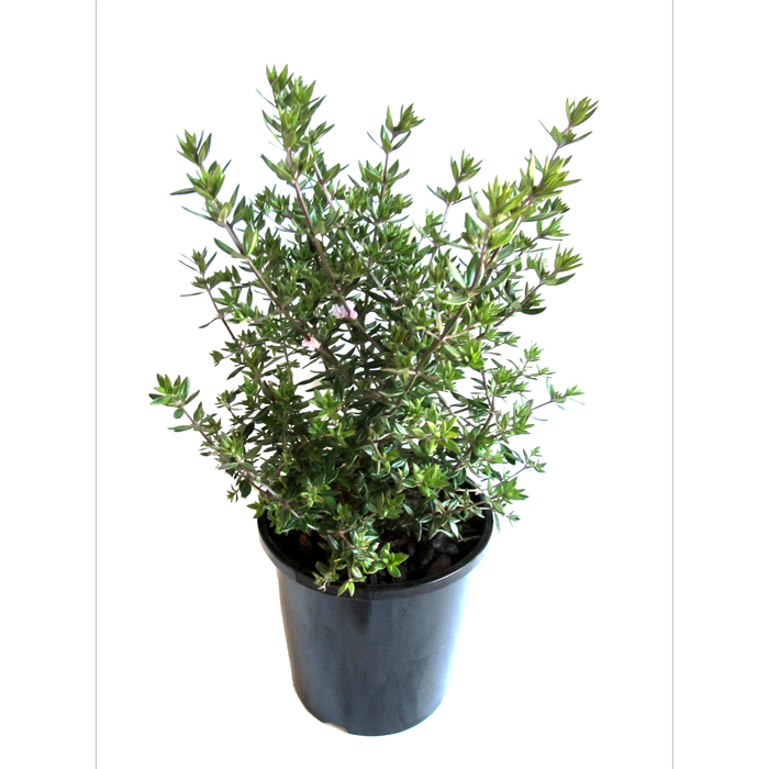 2.4L Westringia Naringa - Westringia fruticosa