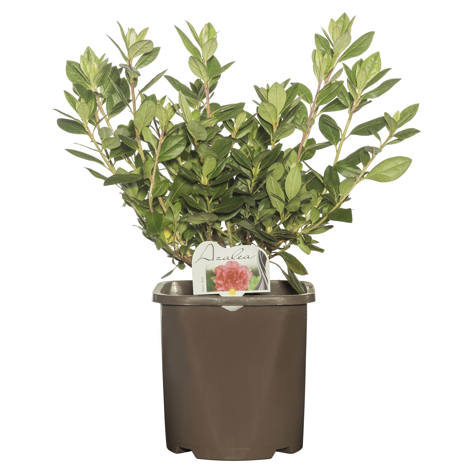 200mm Azalea - Rhododendron