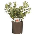 200mm Azalea - Rhododendron