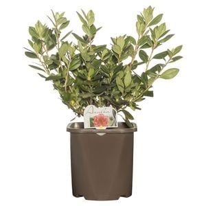 200mm Azalea - Rhododendron