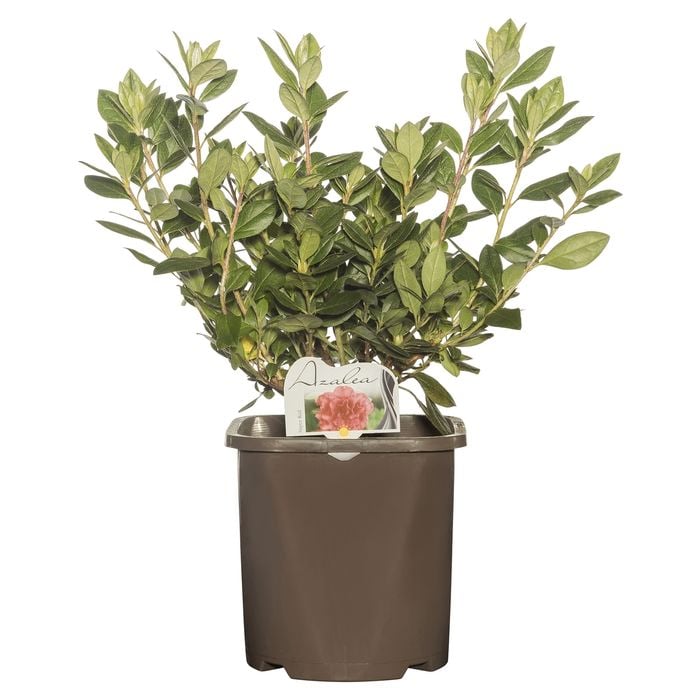 200mm Azalea - Rhododendron