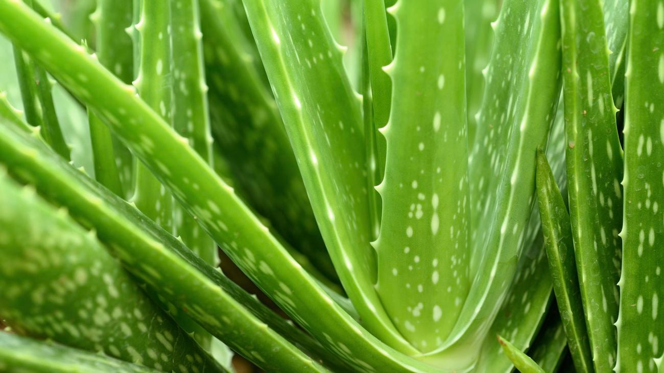 A close up of an aloe vera plant.
