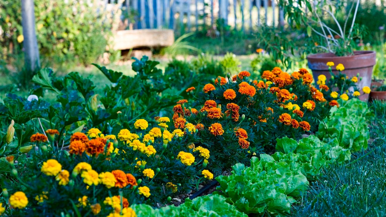 A garden outside with rows of orange and yellow marigolds and lettuce plants