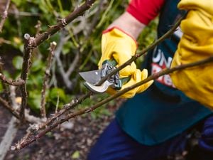 A person wearing gardening gloves prunes a thorny plant.