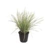 1.9L White Sands - Lomandra longifolia