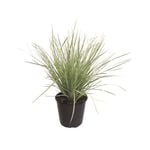1.9L White Sands - Lomandra longifolia