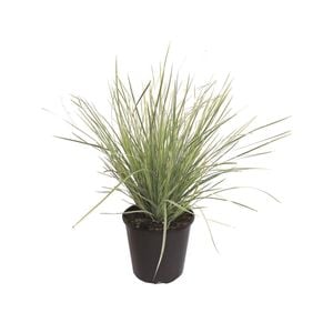 1.9L White Sands - Lomandra longifolia