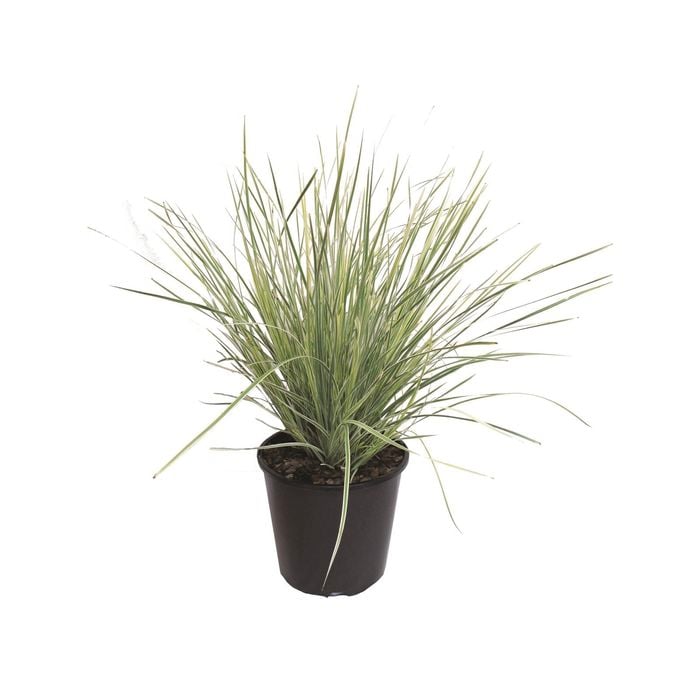 1.9L White Sands - Lomandra longifolia