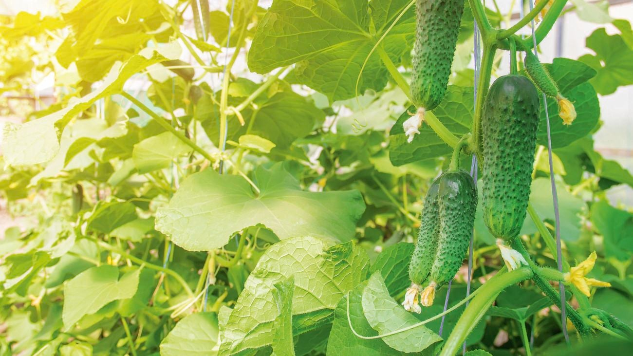 Cucumbers growing under a ray of sunlight