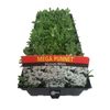 Mega Punnet Alyssum White - Lobularia maritima