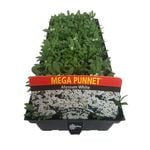 Mega Punnet Alyssum White - Lobularia maritima