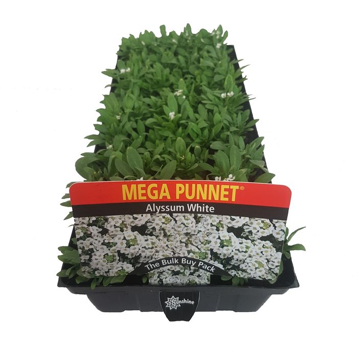 Mega Punnet Alyssum White - Lobularia maritima