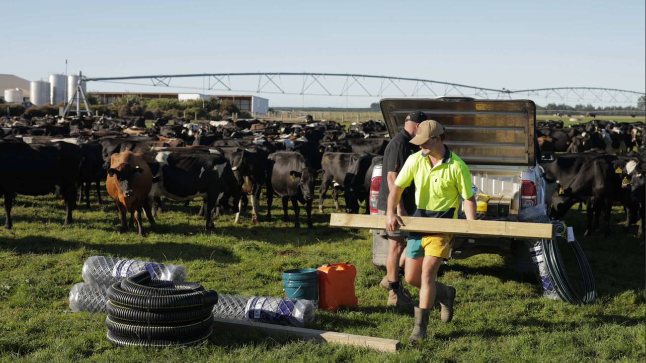 Bunnings Trade customer unloads fencing and irrigation supplies from a ute in a dairy paddock surrounded by cattle on a working farm.