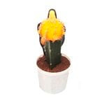 70mm Grafted Cactus - Various