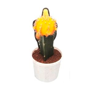 70mm Grafted Cactus - Various
