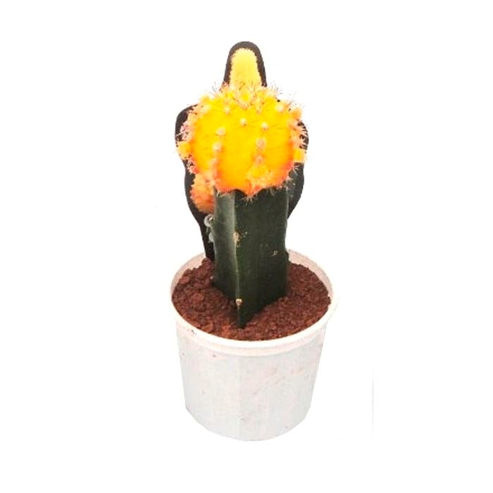 70mm Grafted Cactus
