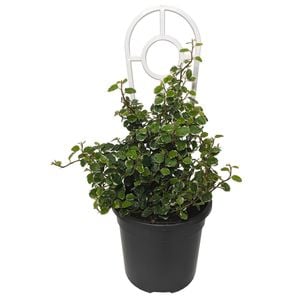 120mm Variegated Creeping Fig - Ficus Pumila Ice Caps