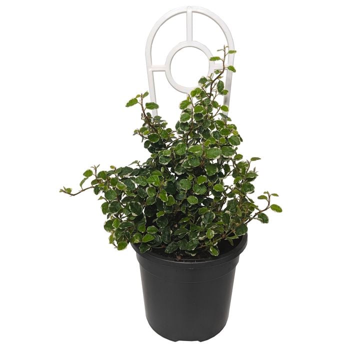 120mm Variegated Creeping Fig - Ficus Pumila Ice Caps
