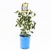 140mm Charisma - Pandorea Jasminoides variegated