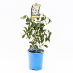 140mm Charisma - Pandorea Jasminoides variegated