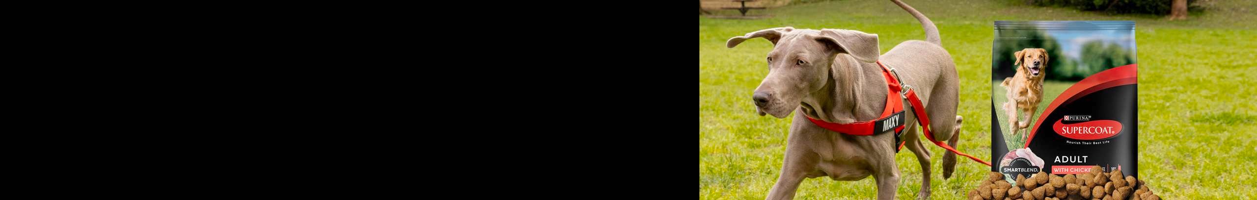 A dog wearing a leash next to dog food.