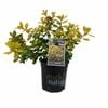 170mm Escallonia - Escallonia laevis Gold Brian