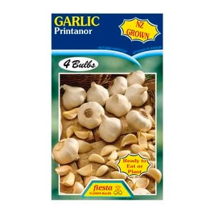 Fiesta Flower Bulbs Garlic Printanor - 4 Pack