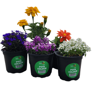100mm Assorted Potted Colour
