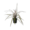 2.5L Cabbage Tree - Cordyline Cha Cha
