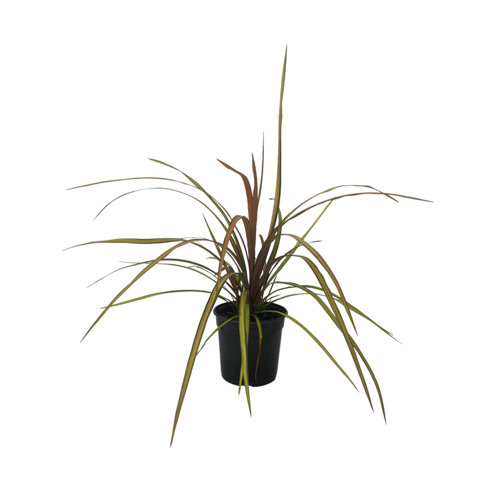 2.5L Cabbage Tree - Cordyline Cha Cha