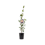 140mm Camellia Plantation Pink - Camellia sasanqua