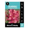 Bloomin' Bulbs Gladioli Indian Summer - 4 Pack