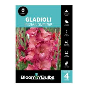 Bloomin' Bulbs Gladioli Indian Summer - 4 Pack