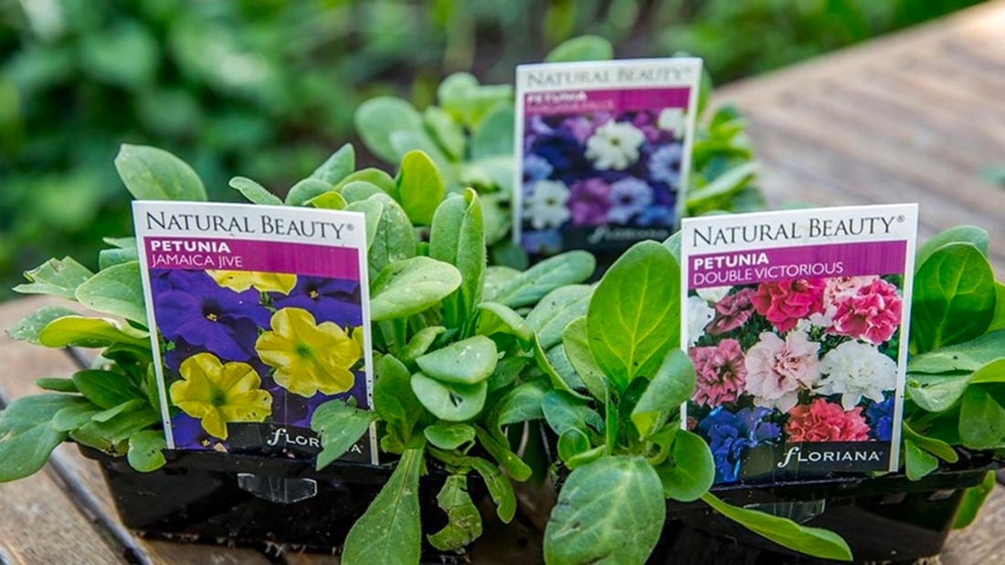 Different varieties of Petunia seedlings in bright colours.
