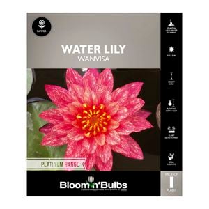 Bloomin Bulbs Water Lily Wanvisa - 1 Pack