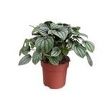 140mm Peperomia Moonlight - Peperomia Caperata Moonlight PBR